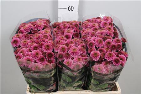 Chrysanthemum Indicum Grp tros santini Doria