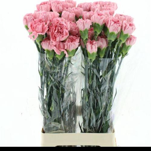Dianthus standaard Lotus