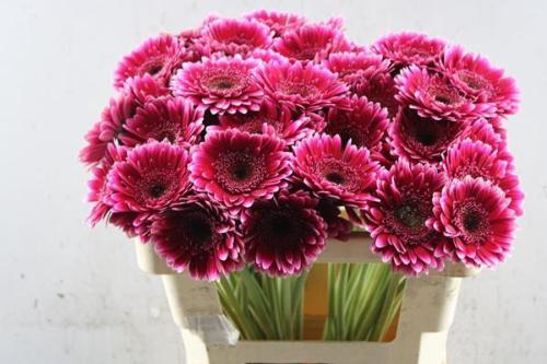 Gerbera mini 'Sandero'