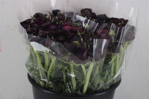 Ranunculus asiaticus 'Elegance Violet'