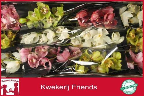 Cymbidium grootbloemig per tak gemengd