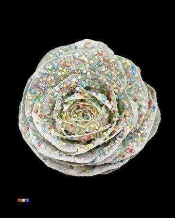 Brassica oleracea kleurbehandeld H%