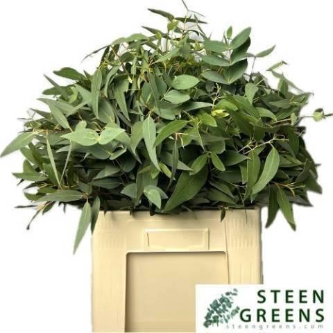 Eucalyptus per bos gemengd