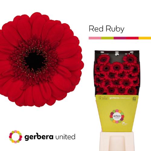 Gerbera mini Red Ruby