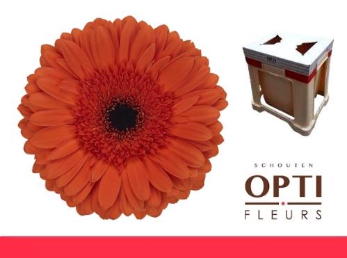 Gerbera grootbloemig 'Capella'