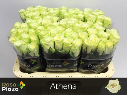 Rosa grootbloemig Athena