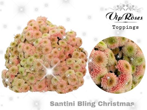 Chrysanthemum Indicum Grp tros santini kleurbehandeld H%