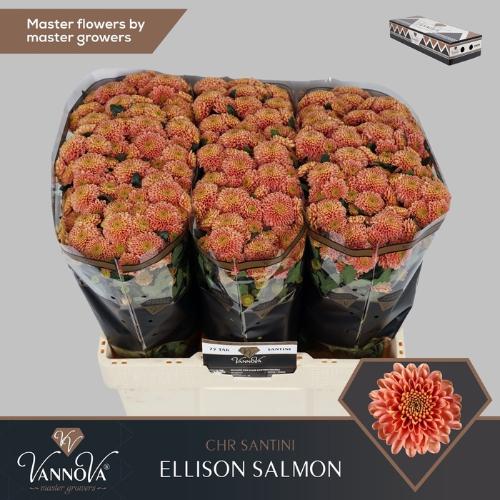 Chrysanthemum (Indicum Grp) tros santini Ellison Peach