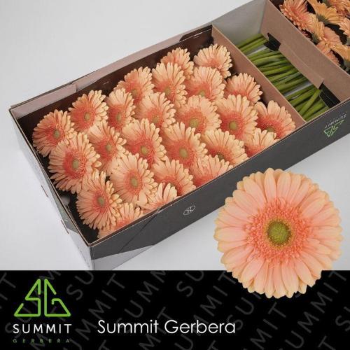 Gerbera grootbloemig Pre - Extase