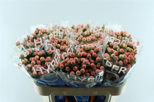 Hypericum androsaemum Coco Tiamo