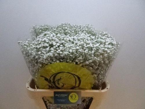 Gypsophila paniculata Xlence