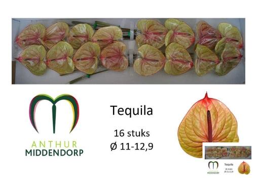 Anthurium (Andreanum Grp) Tequila