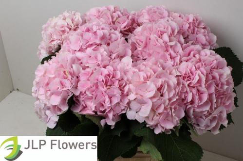 Hydrangea macrophylla 'Verena'