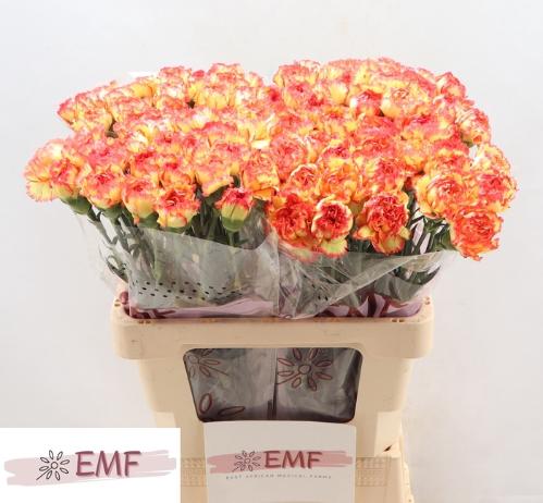 Dianthus standaard Diego