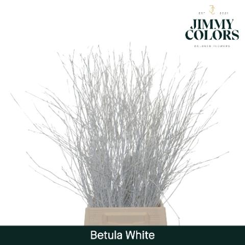 Betula kleurbehandeld H%