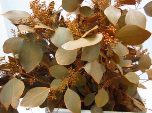 Eucalyptus kleurbehandeld per bos H%