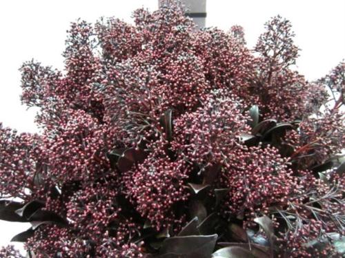 Skimmia per bos overig kleurbehandeld H%