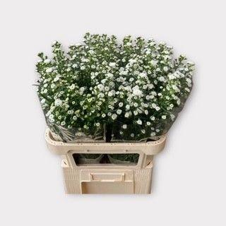 Aster (Novi-belgii Grp) 'Pompon'