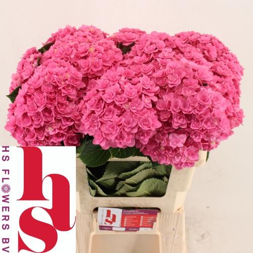 Hydrangea macrophylla Royal Kiss