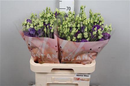 Eustoma russellianum gevuldbloemig 'Alissa Blue'