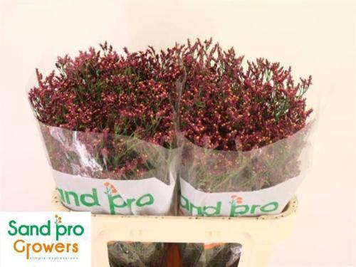 Limonium sinensis Scarlet Diamond