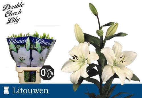 Lilium Longiflorum x Aziatische Grp 'Litouwen'