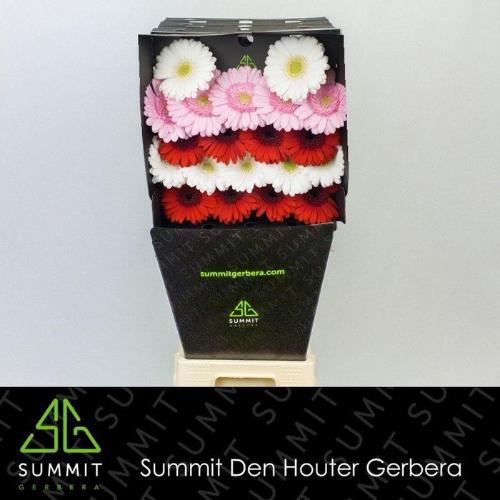 Gerbera mini gemengd op rij