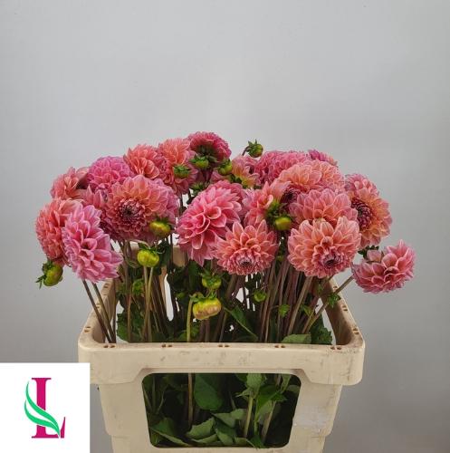 Dahlia 'Linda's Baby'