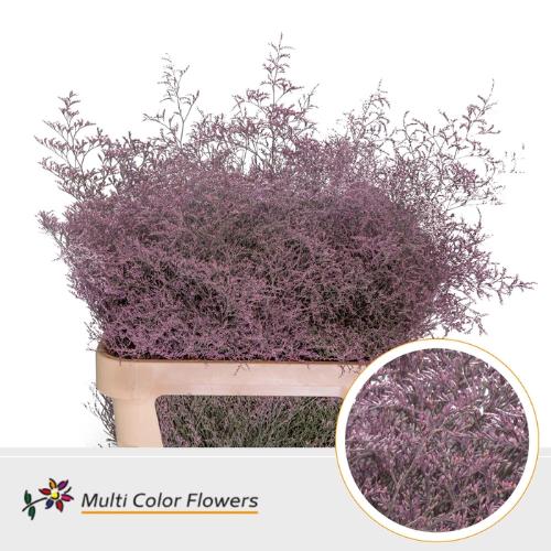 Limonium overig kleurbehandeld H%
