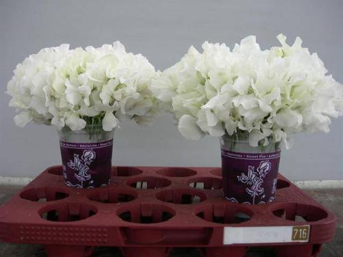Lathyrus odoratus 'Winter Sunshine White'