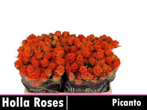 Rosa tros Picanto