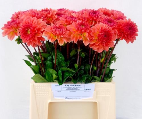 Dahlia 'Linda's Baby'
