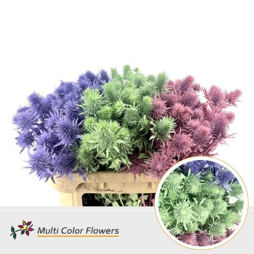 Eryngium alpinum kleurbehandeld H%