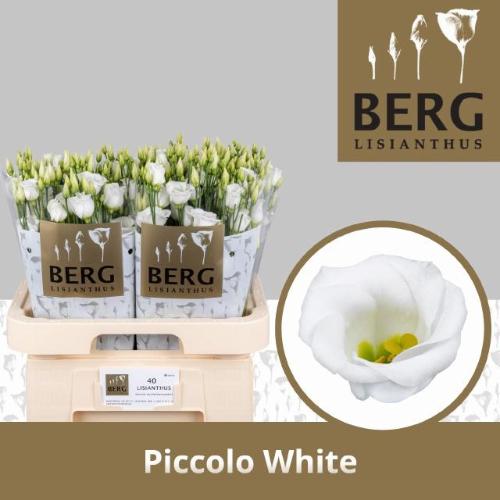 Eustoma russellianum enkelbloemig 'Piccolo White'