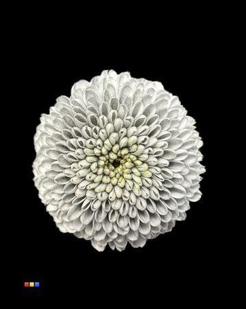 Chrysanthemum Indicum Grp tros santini kleurbehandeld H%