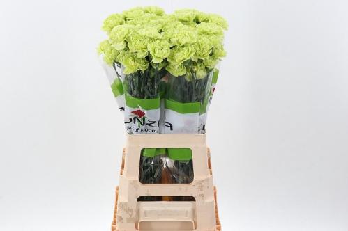 Dianthus standaard overig