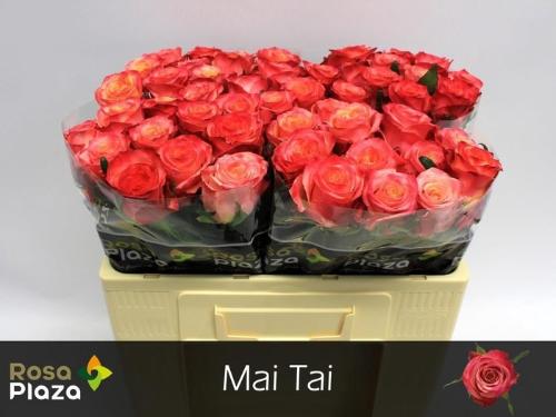 Rosa grootbloemig Mai Tai