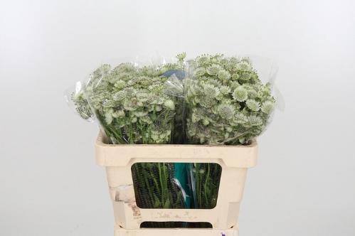 Astrantia major Billion Stars XL