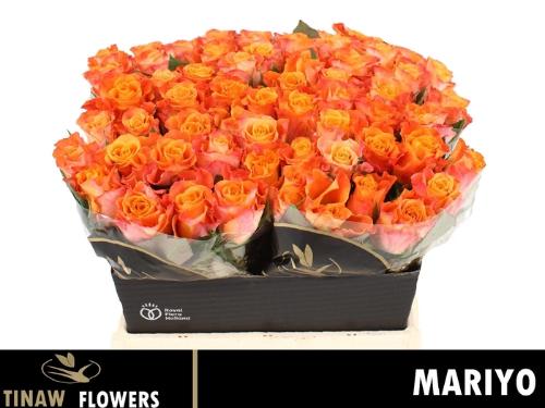 Rosa grootbloemig Mariyo!