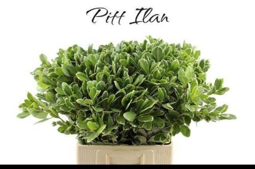 Pittosporum 'Ilan'