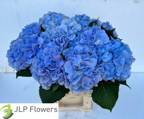 Hydrangea macrophylla 'Verena' (blauw)