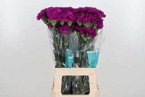 Dianthus standaard overig
