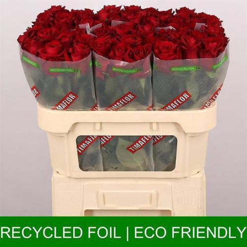 Rosa grootbloemig Ever Red