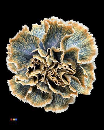 Dianthus standaard kleurbehandeld H%