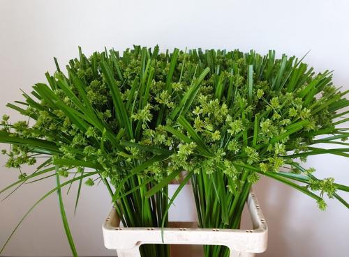 Cyperus glaber