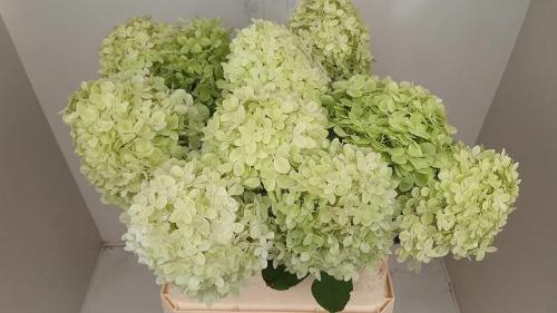 Hydrangea paniculata Magical Candle