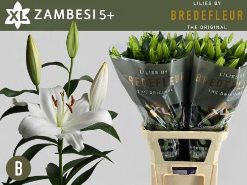 Lilium Oriental x Trumpet Grp 'Zambesi'