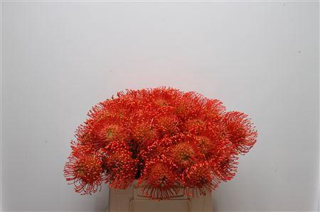 Leucospermum cordifolium 'Emily'
