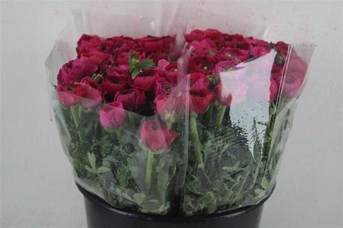 Ranunculus asiaticus 'Elegance Hot Pink'