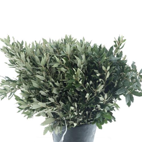 Quercus sp. per bos